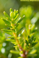 shrub foliage